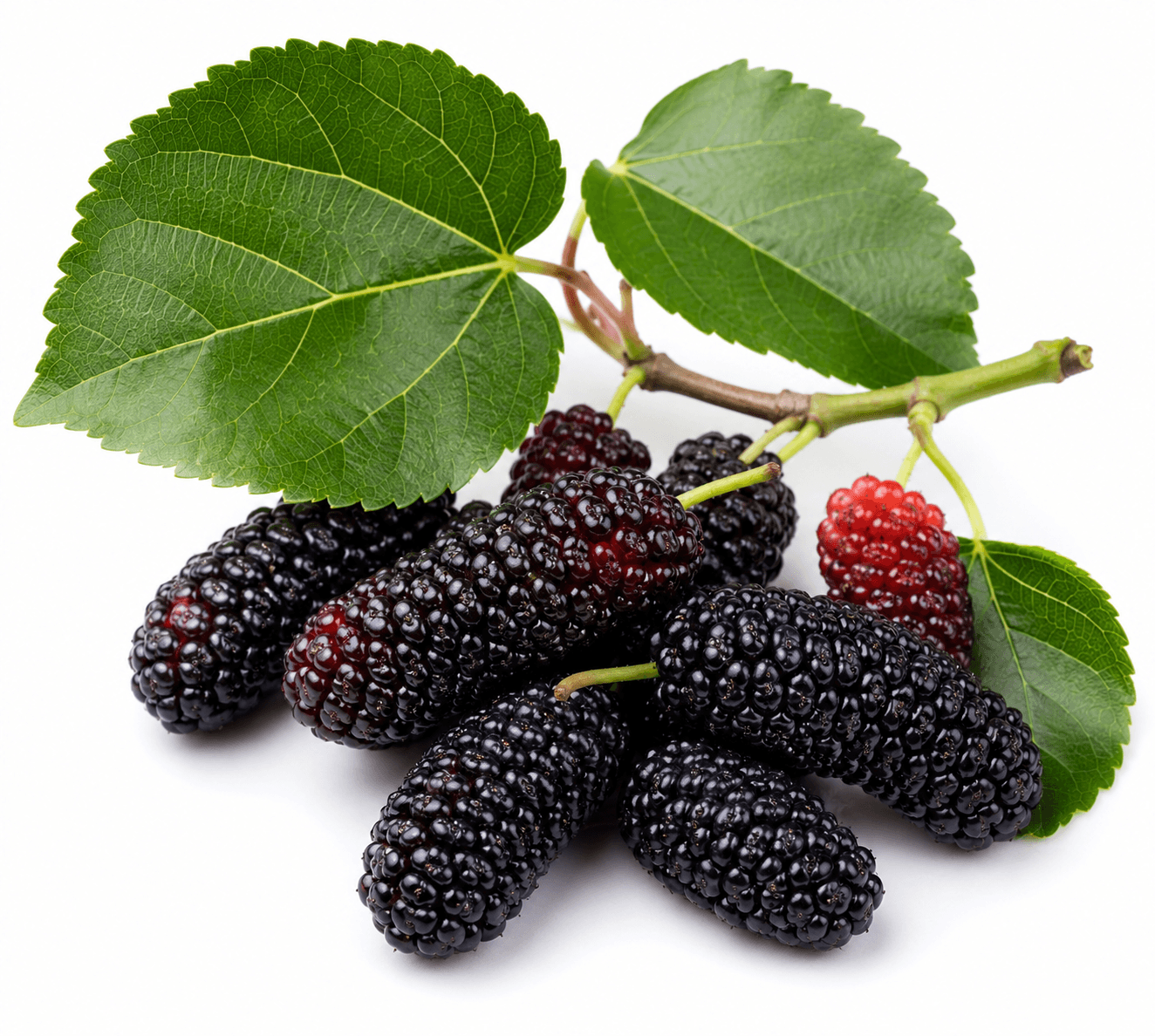 Black Mulberry