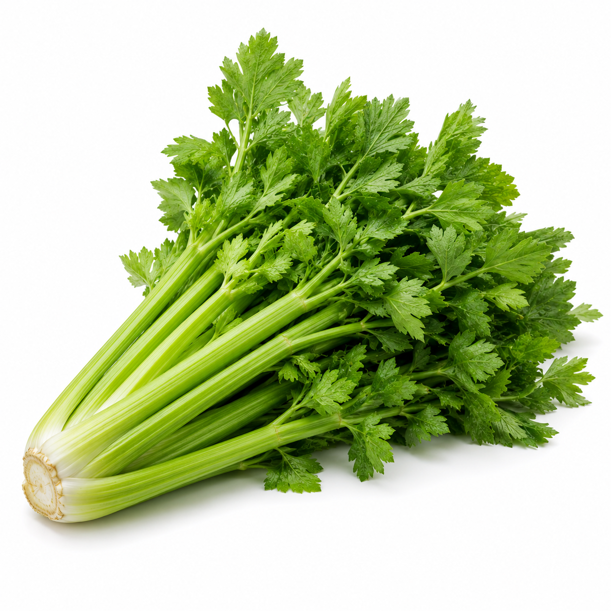 Celery