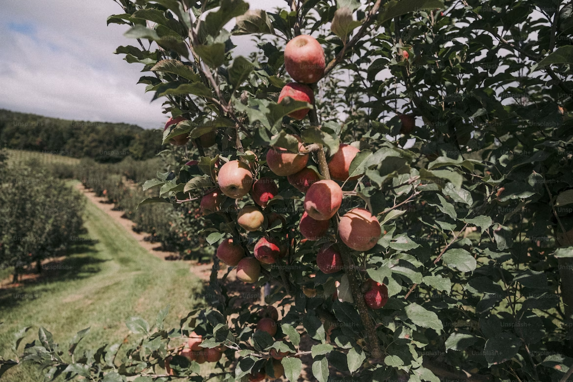 Orchards
